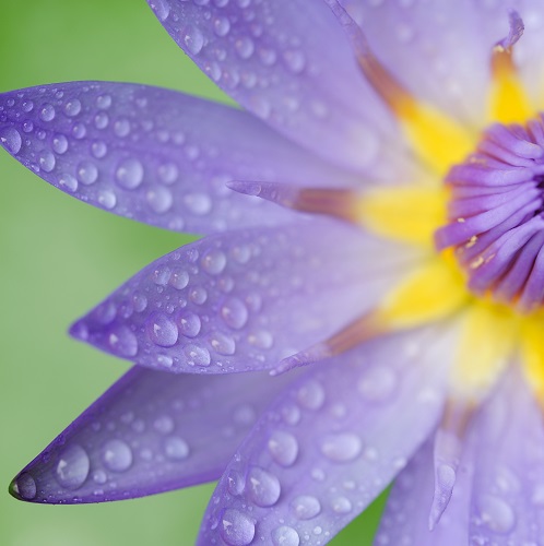Macro shot of purple flower Macro shot of purple flower
