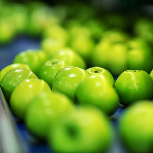 Green applies transported on conveyor belt in factory. Green applies transported on conveyor belt in factory.