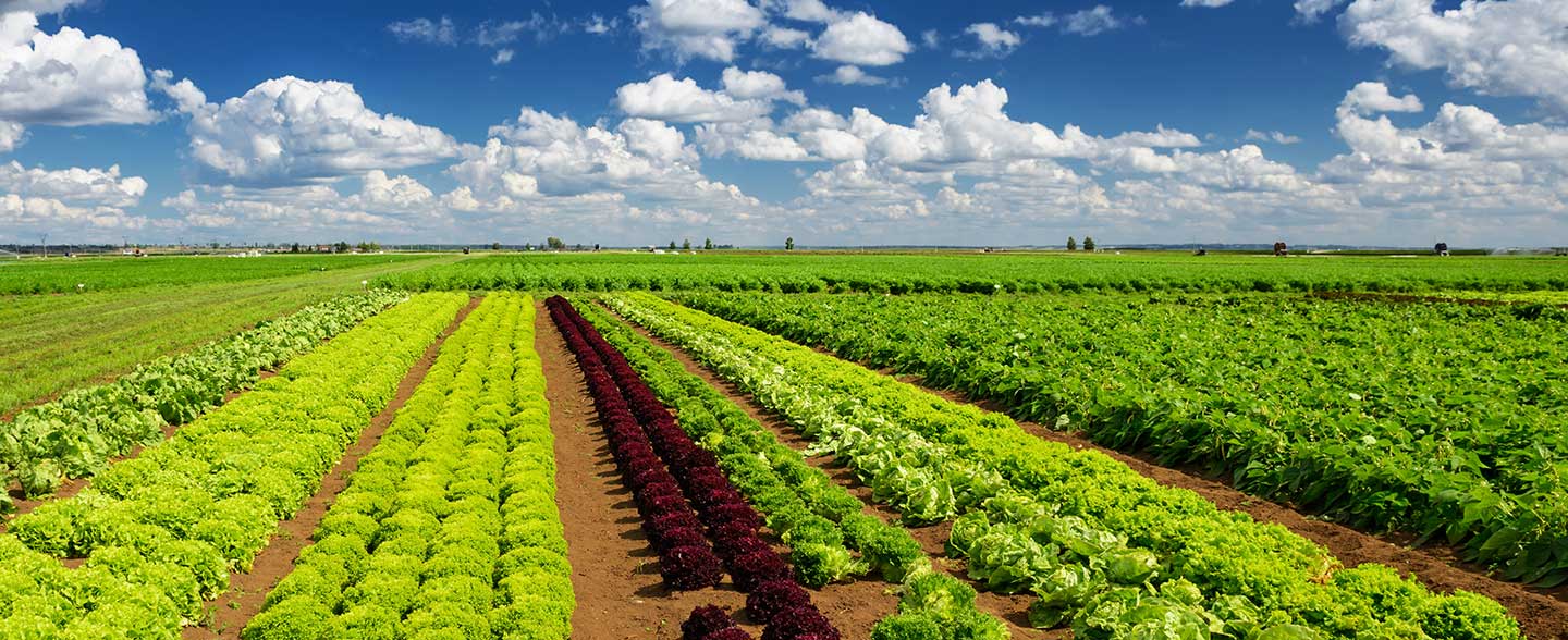 Rows of various crops in a large agricultural field under a blue sky with white clouds.