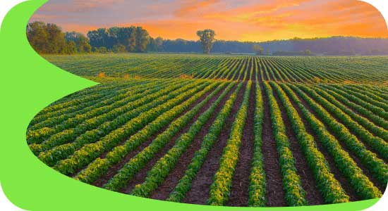 Rows of crops in a field at sunset with a green curved border.