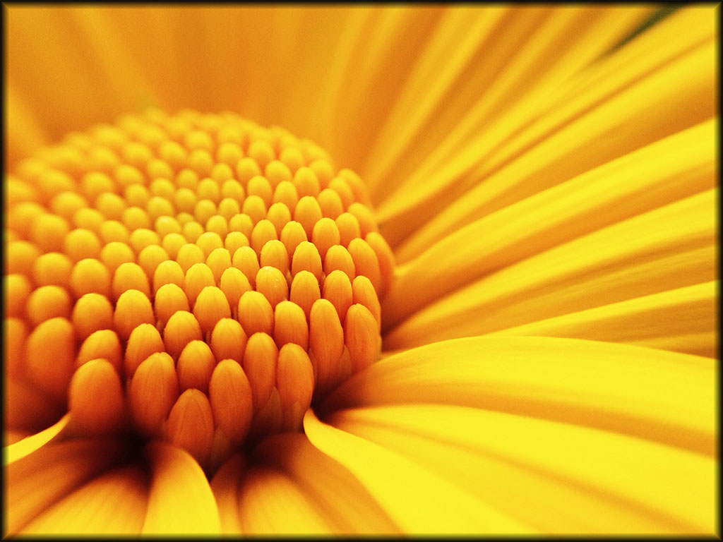 Macro shot yellow flower background