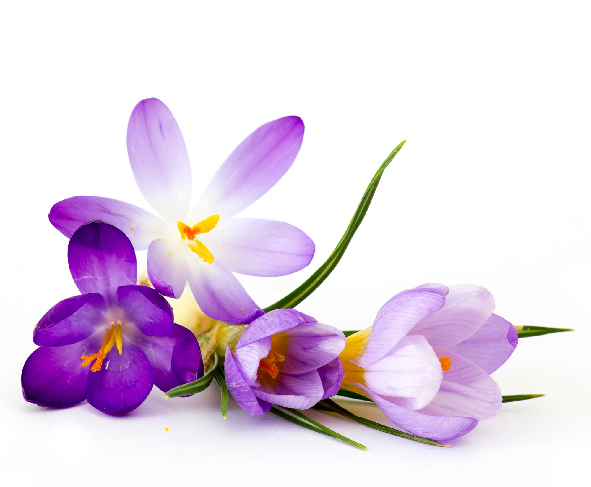 Isolated single crocus flower