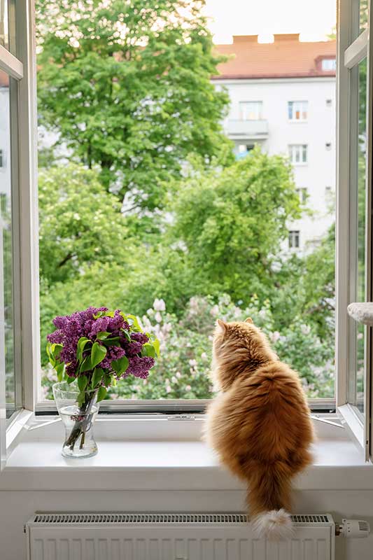 A fluffy orange cat sits on a windowsill next to a vase of purple flowers, looking out at a green garden and a building in the background.
