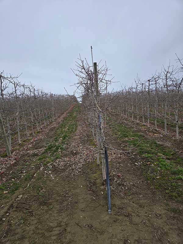 Dormant apple orchard with leafless trees and an overcast sky.